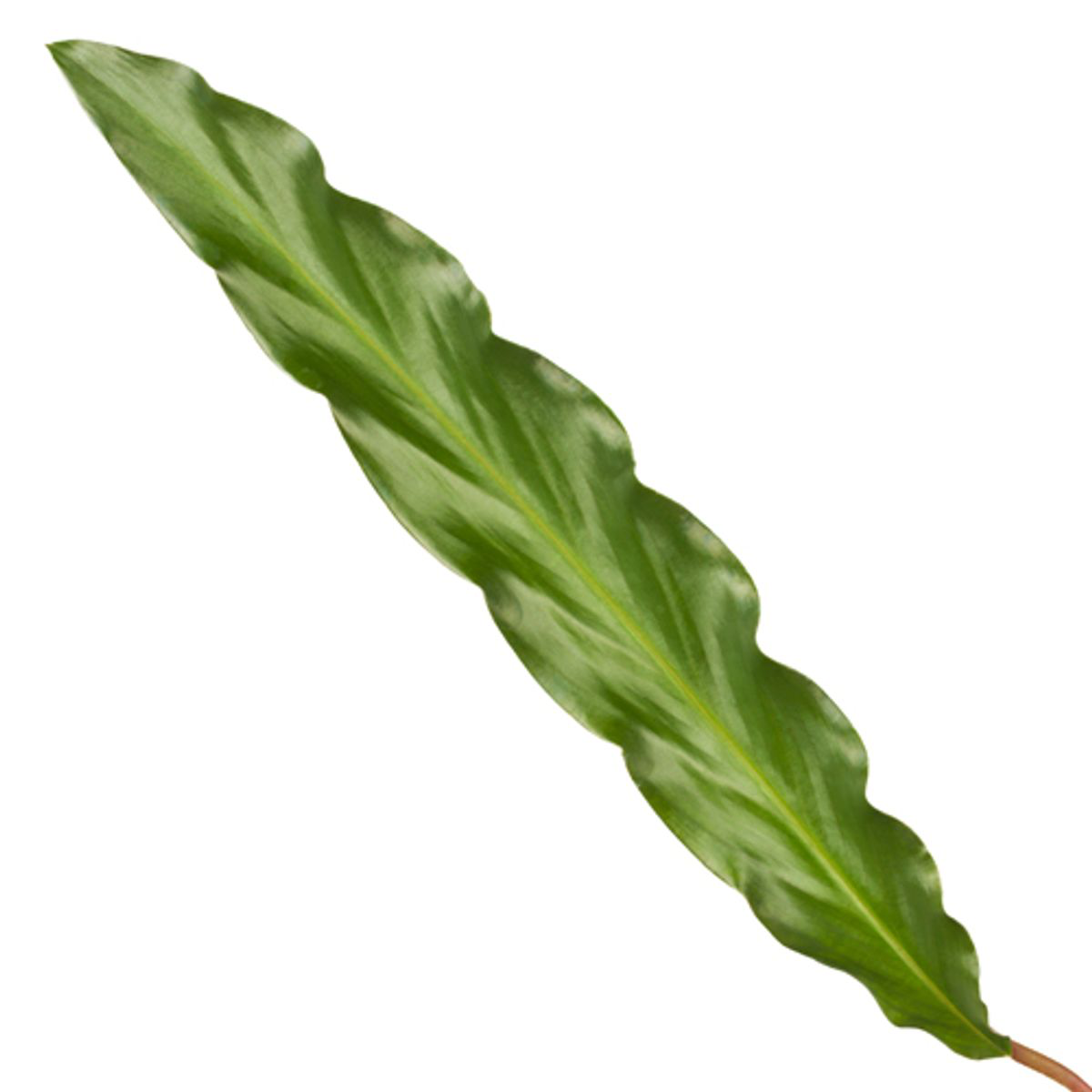 Calathea Elgergrass – 35 cm – ø12