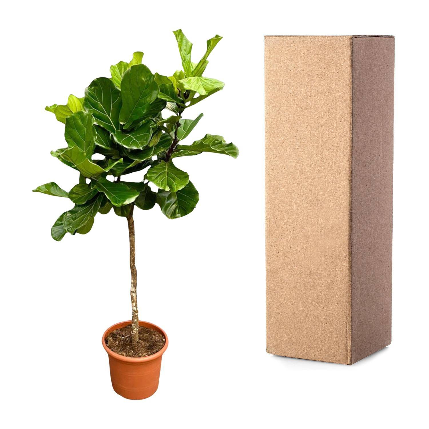 Ficus lyrata Baum XXL – 200 cm – Ø40 - Botanic-Vibes