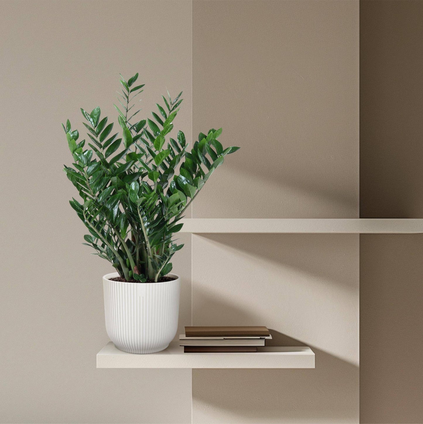 Zamioculcas Zamiifolia – 100 cm – Ø27 - Botanic-Vibes