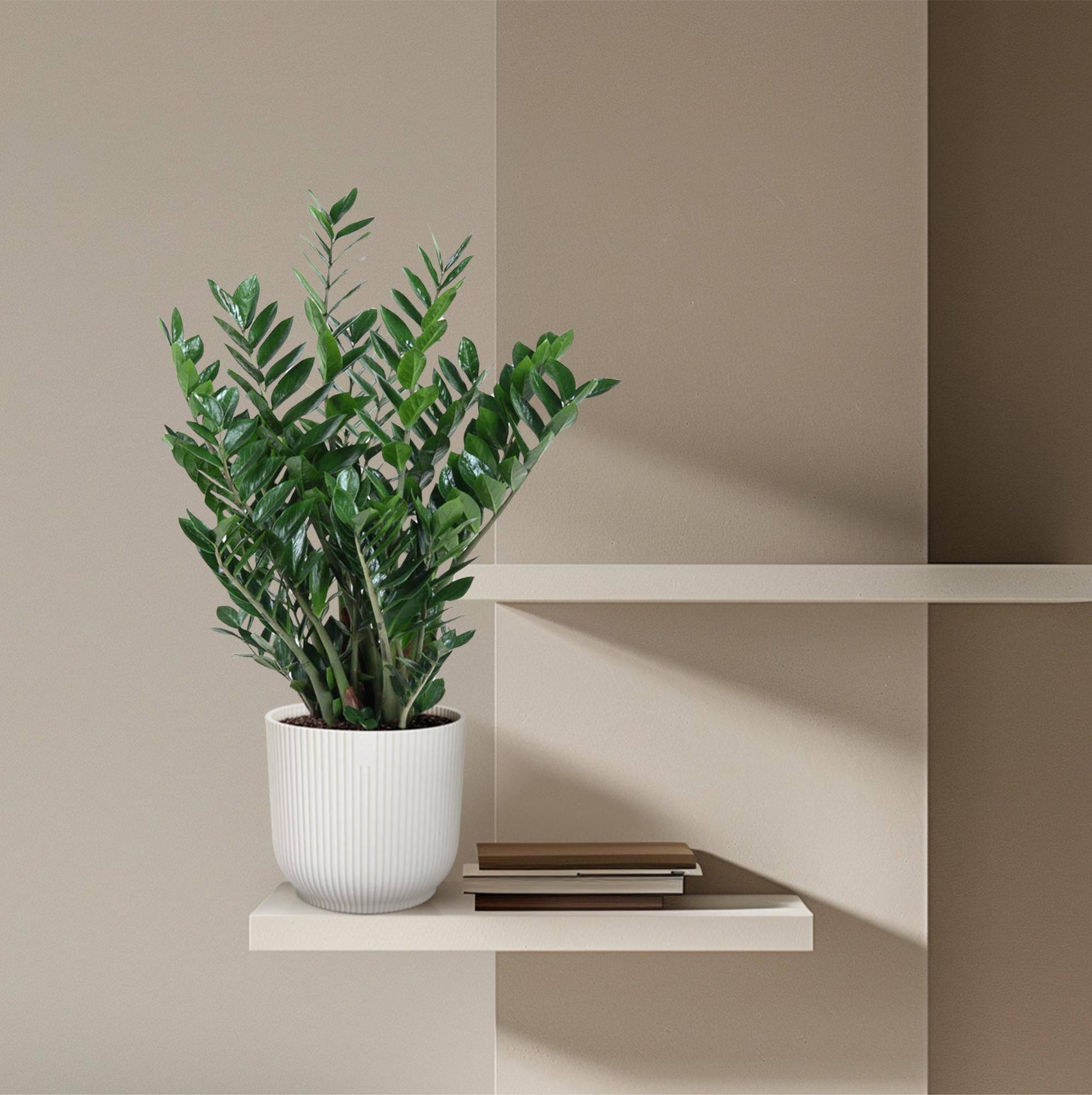 Zamioculcas Zamiifolia – 100 cm – Ø27 - Botanic-Vibes