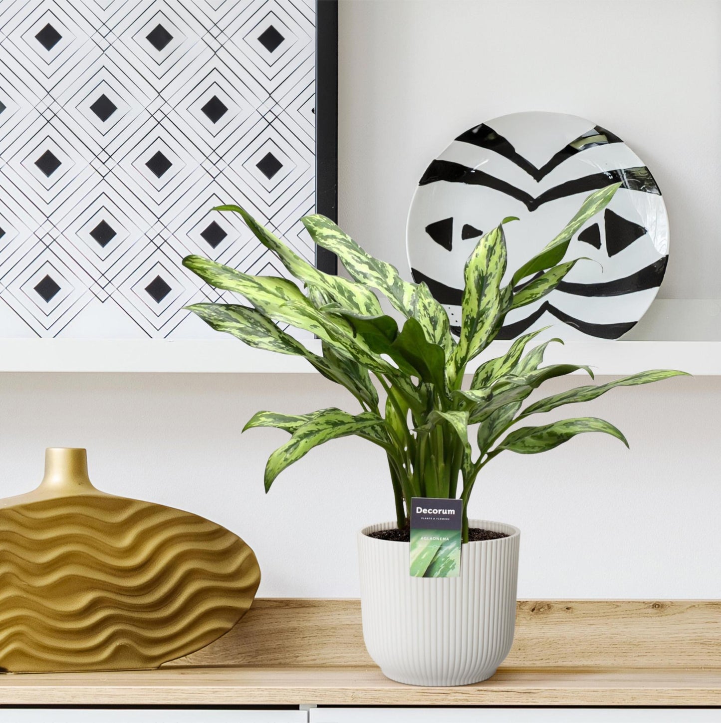 Aglaonema Juliette – 40 cm – Ø12