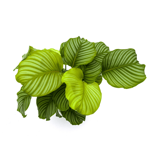 Calathea Orbifolia Ø27cm - ↕70 - 90cm - Botanic-Vibes