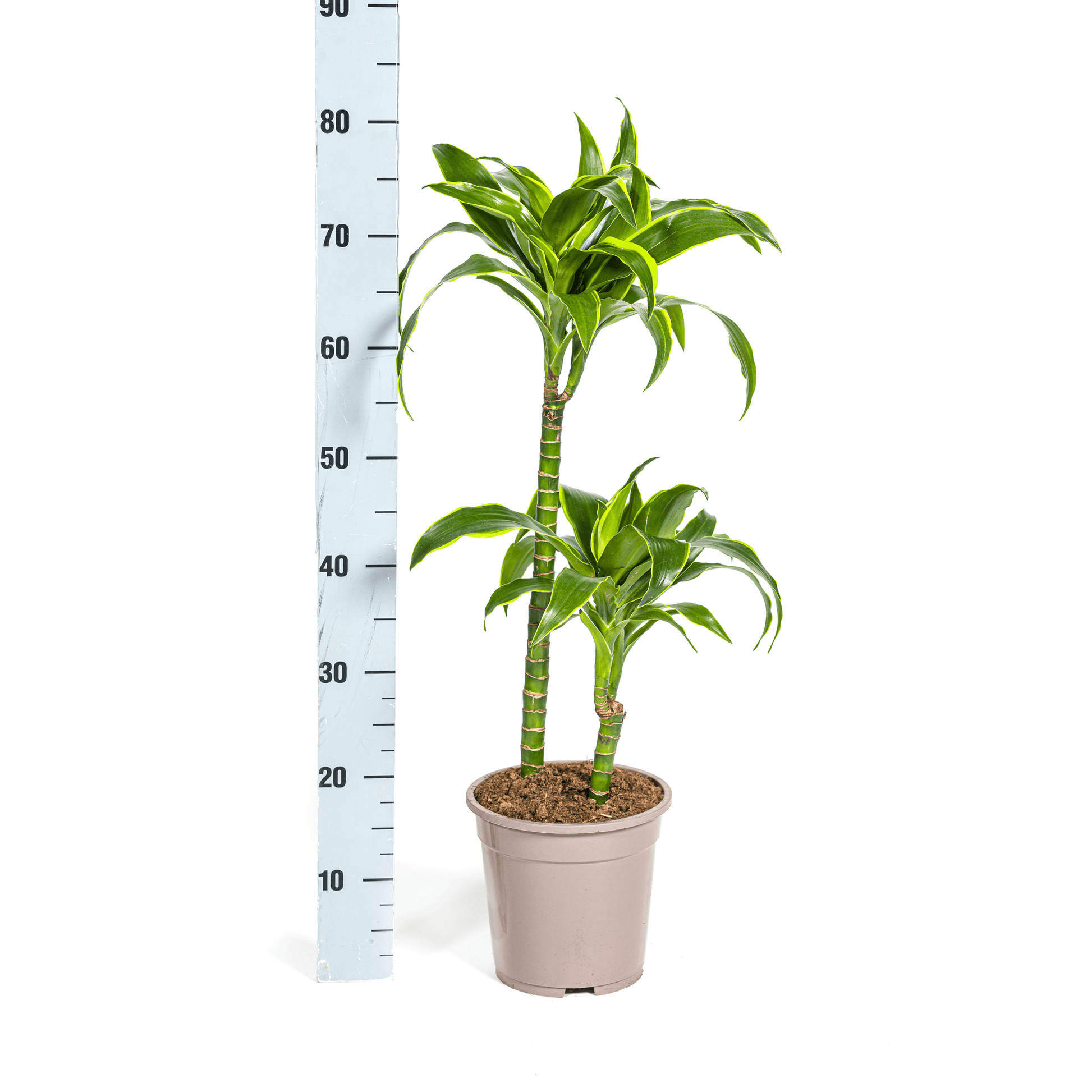 Dracaena Deremensis Dorado Ø19cm - ↕70 - 90cm - Botanic-Vibes
