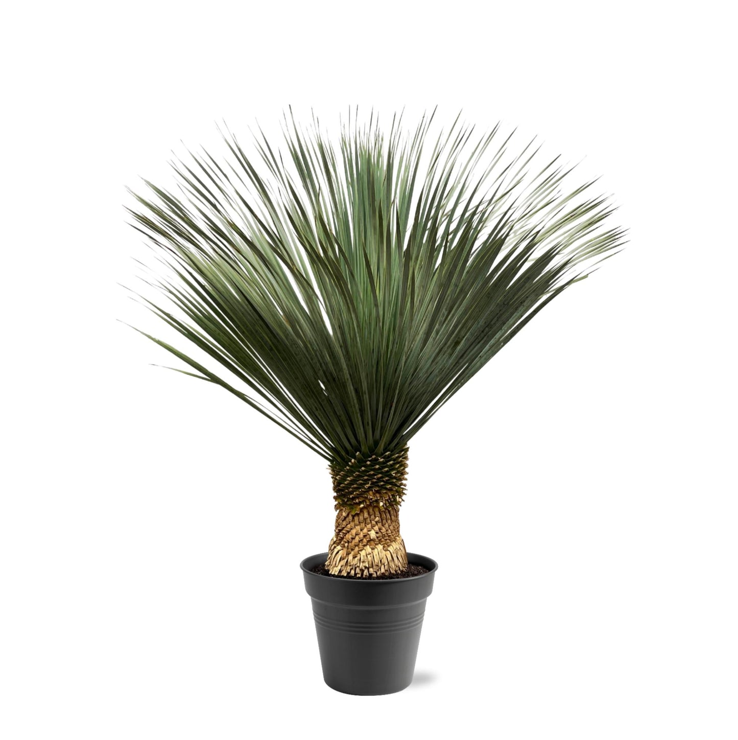 Yucca Rostrata – 130–150 cm – Ø50