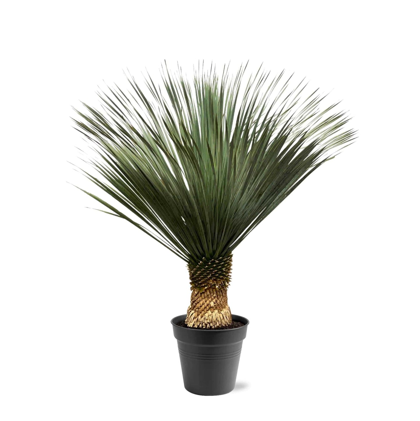Yucca Rostrata – 130–150 cm – Ø50 - Botanic-Vibes
