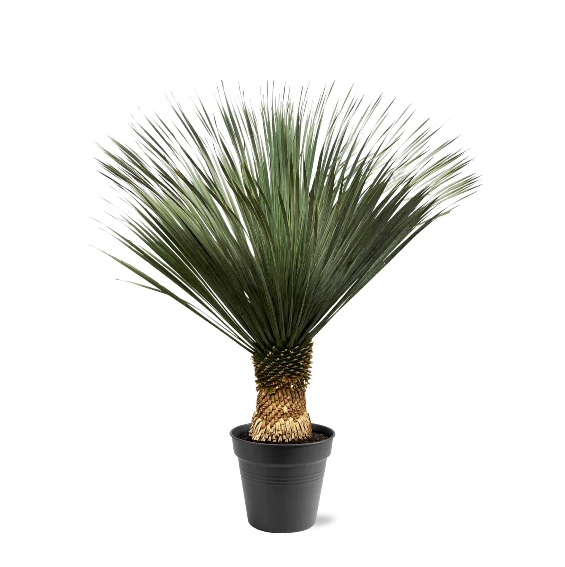 Yucca Rostrata – 130–150 cm – Ø50 - Botanic-Vibes