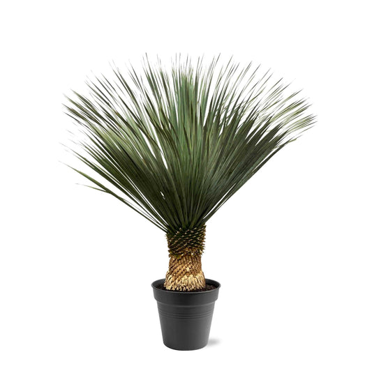 Yucca Rostrata – 130–150 cm – Ø50 - Botanic-Vibes
