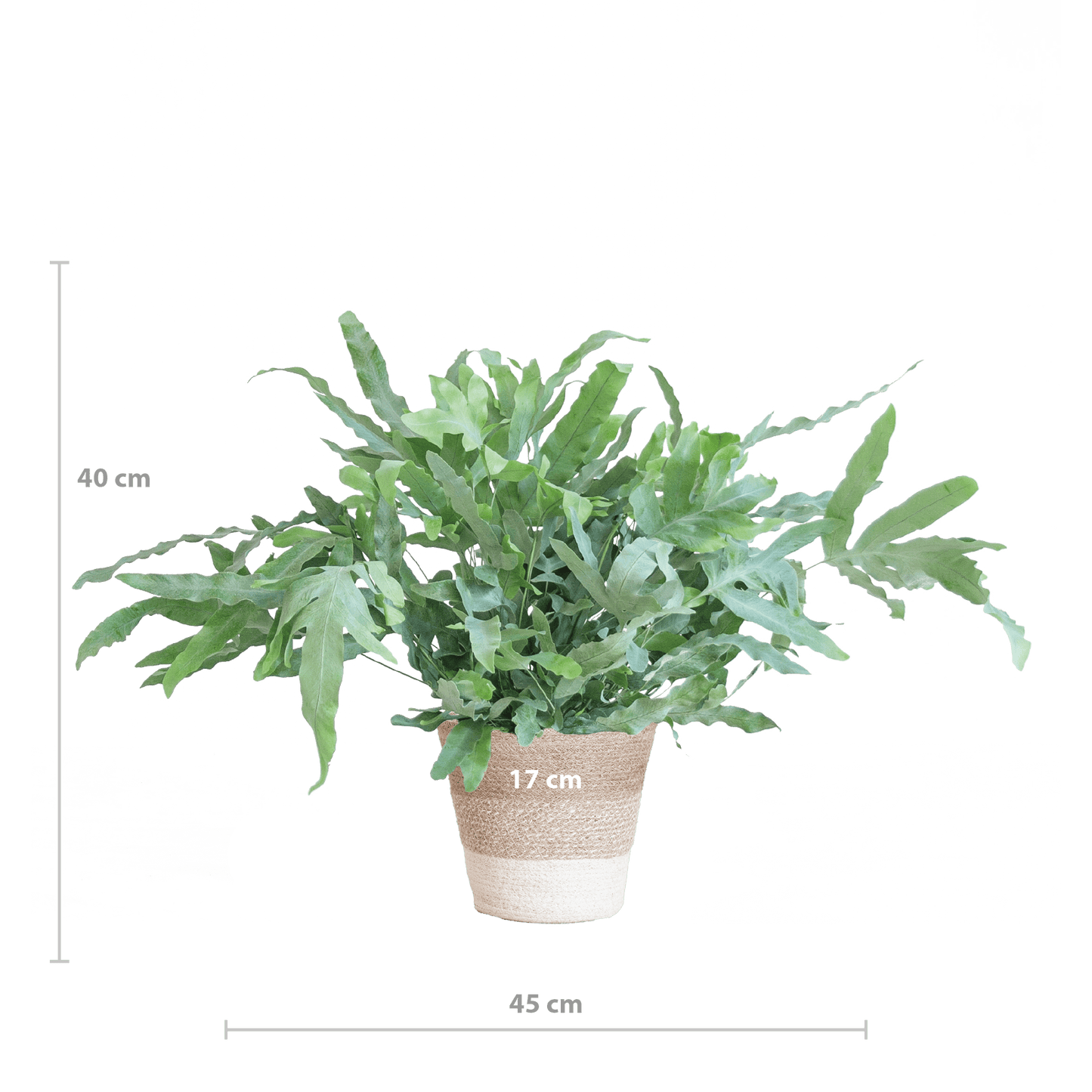 Phlebodium Aureum 'Blue Star' mit Korb Lissabon weiß - 40cm - Ø17 - Botanic-Vibes