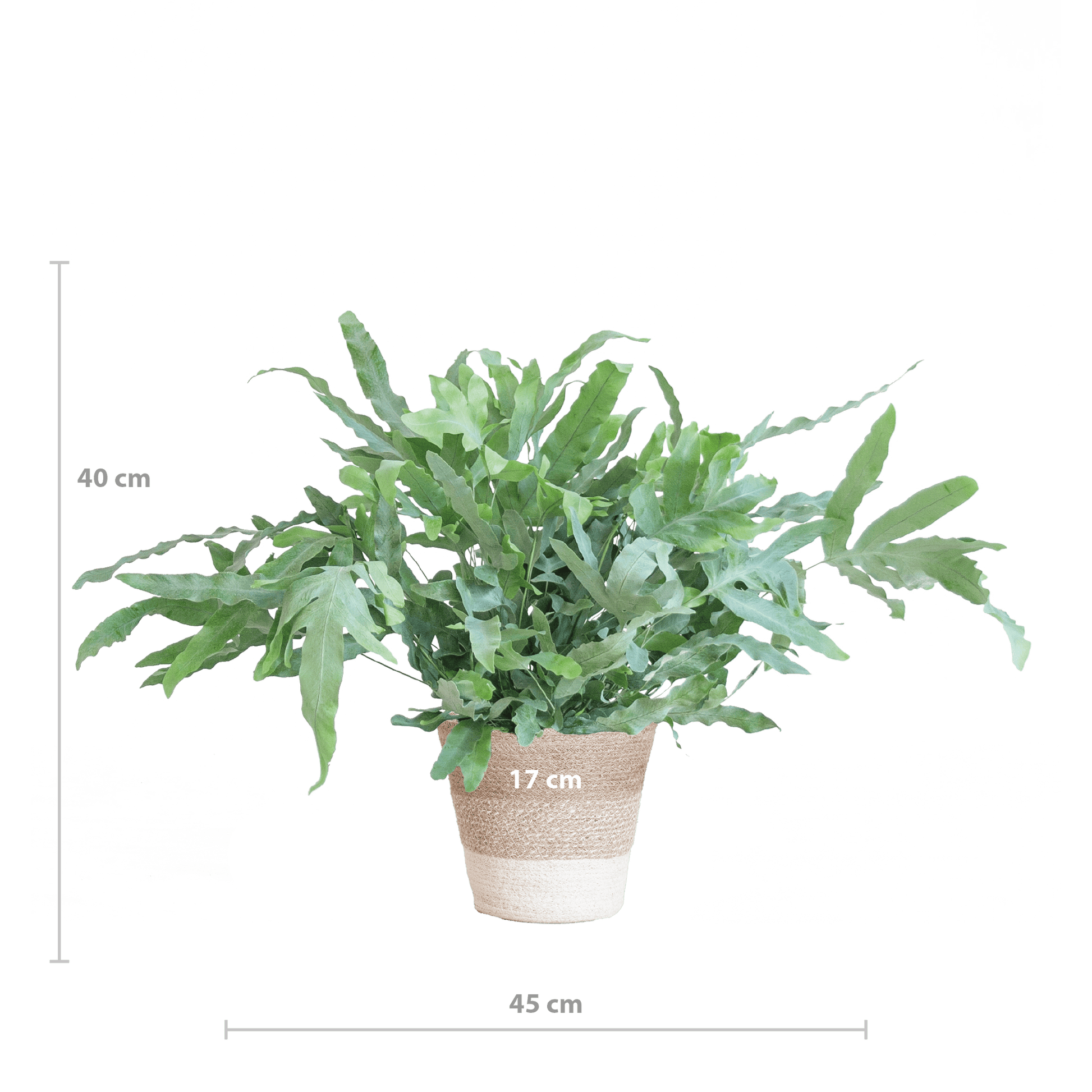 Phlebodium Aureum 'Blue Star' mit Korb Lissabon weiß - 40cm - Ø17 - Botanic-Vibes