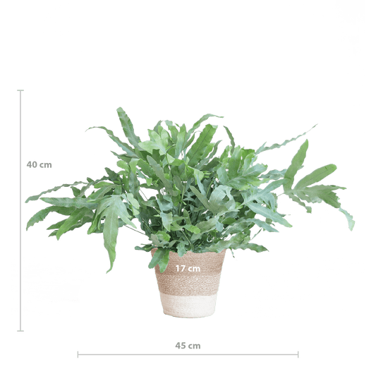 Phlebodium Aureum 'Blue Star' mit Korb Lissabon weiß - 40cm - Ø17 - Botanic-Vibes
