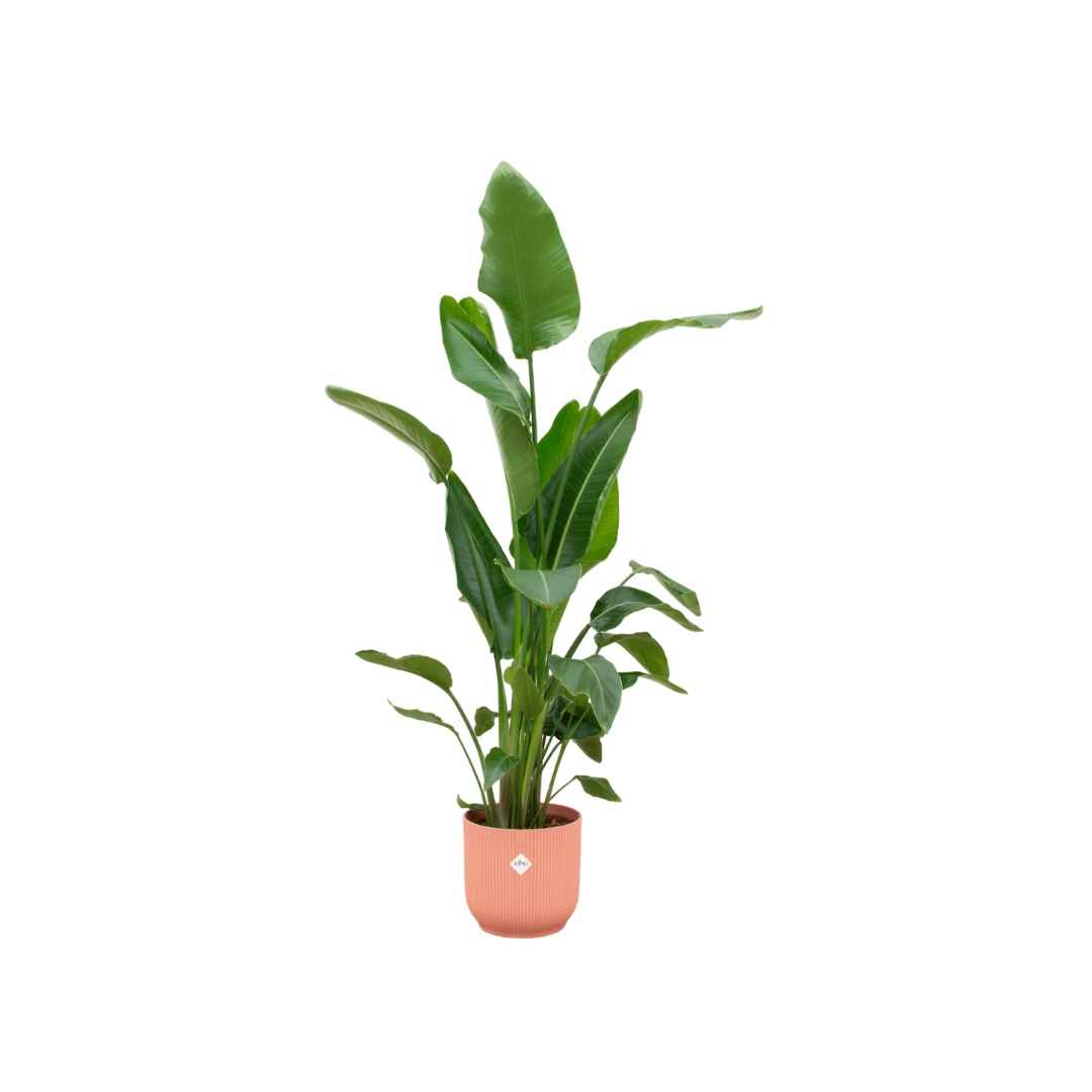 Combi deal - Strelitzia nicolai inklusive elho Vibes Fold Round Rosa Ø30 – 160 cm - Botanic-Vibes