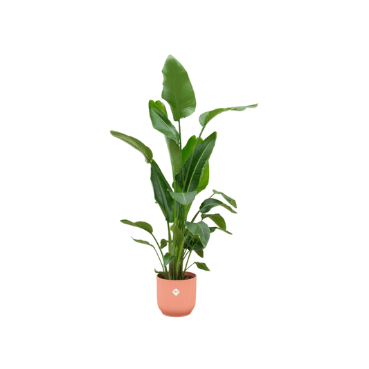 Combi deal - Strelitzia nicolai inklusive elho Vibes Fold Round Rosa Ø30 – 160 cm - Botanic-Vibes