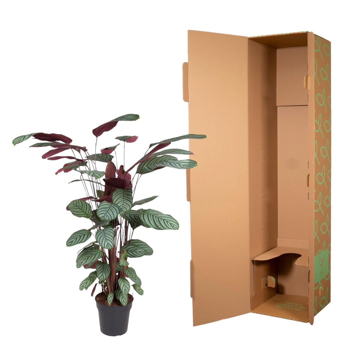 Calathea Oppenheimiana – 130 cm – ø27
