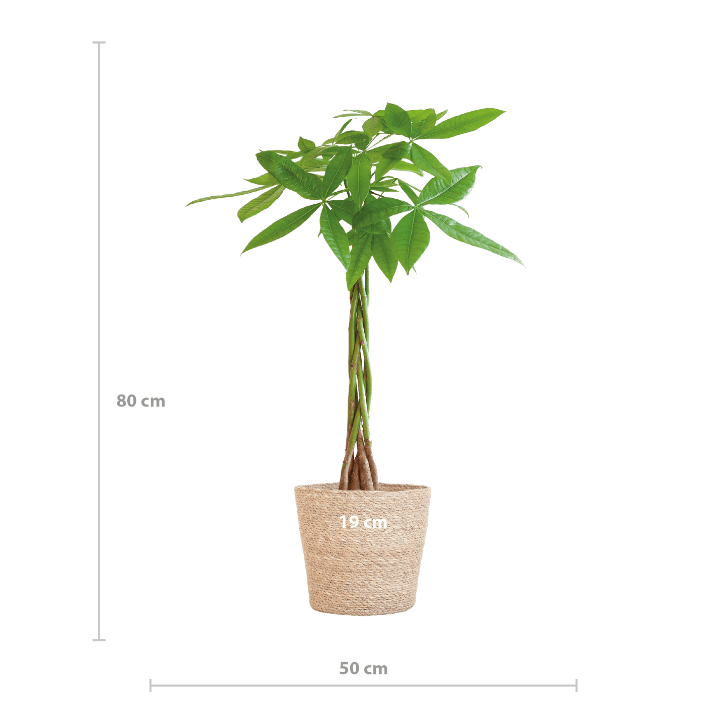 Pachira Aquatica mit Sofia-Korb natur  - 80cm - Ø21 - Botanic-Vibes