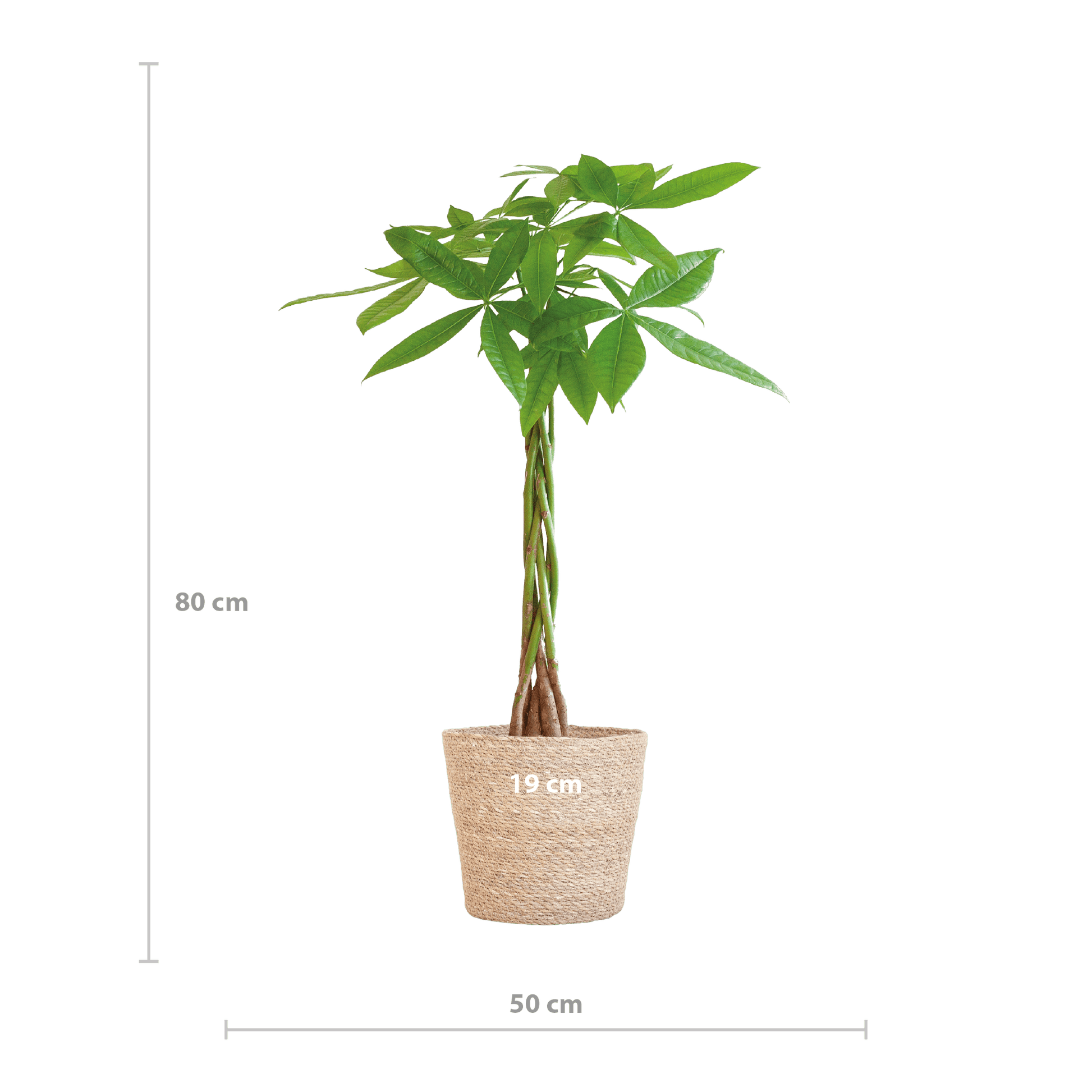 Pachira Aquatica mit Sofia-Korb natur  - 80cm - Ø21 - Botanic-Vibes