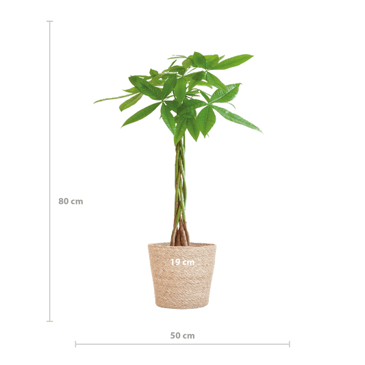Pachira Aquatica mit Sofia-Korb natur  - 80cm - Ø21 - Botanic-Vibes