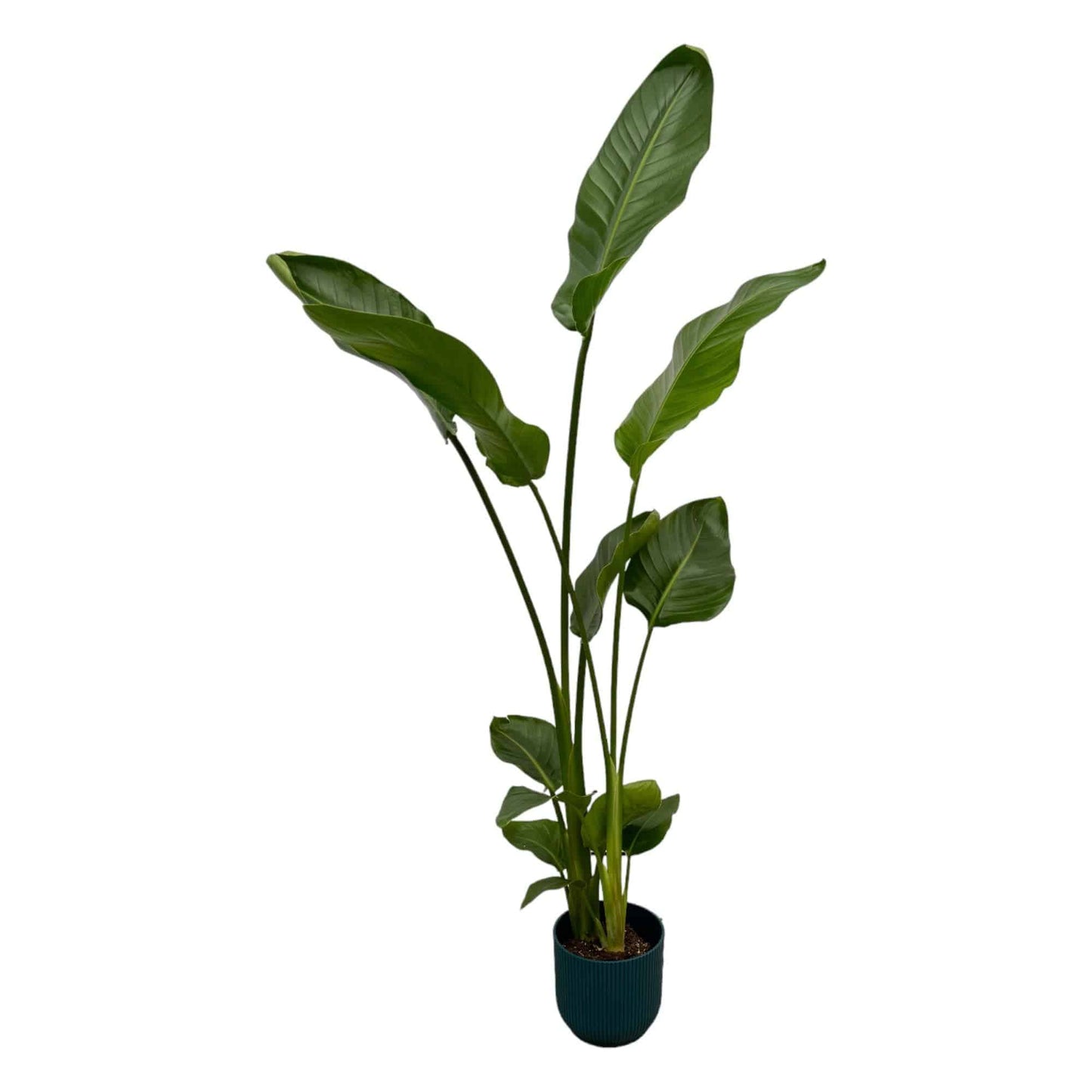 Strelitzia nicolai inklusive elho Vibes Fold Round blau – 100 cm – Ø18 - Botanic-Vibes