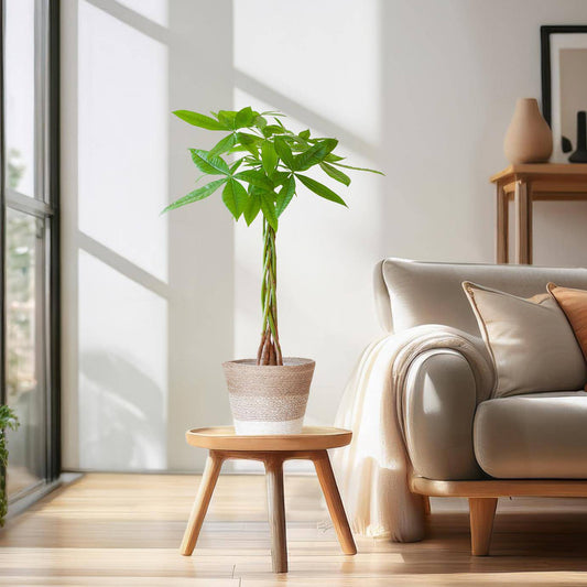 Pachira Aquatica mit Pflanzkorb Lissabon weiß  - 80cm - Ø21 - Botanic-Vibes