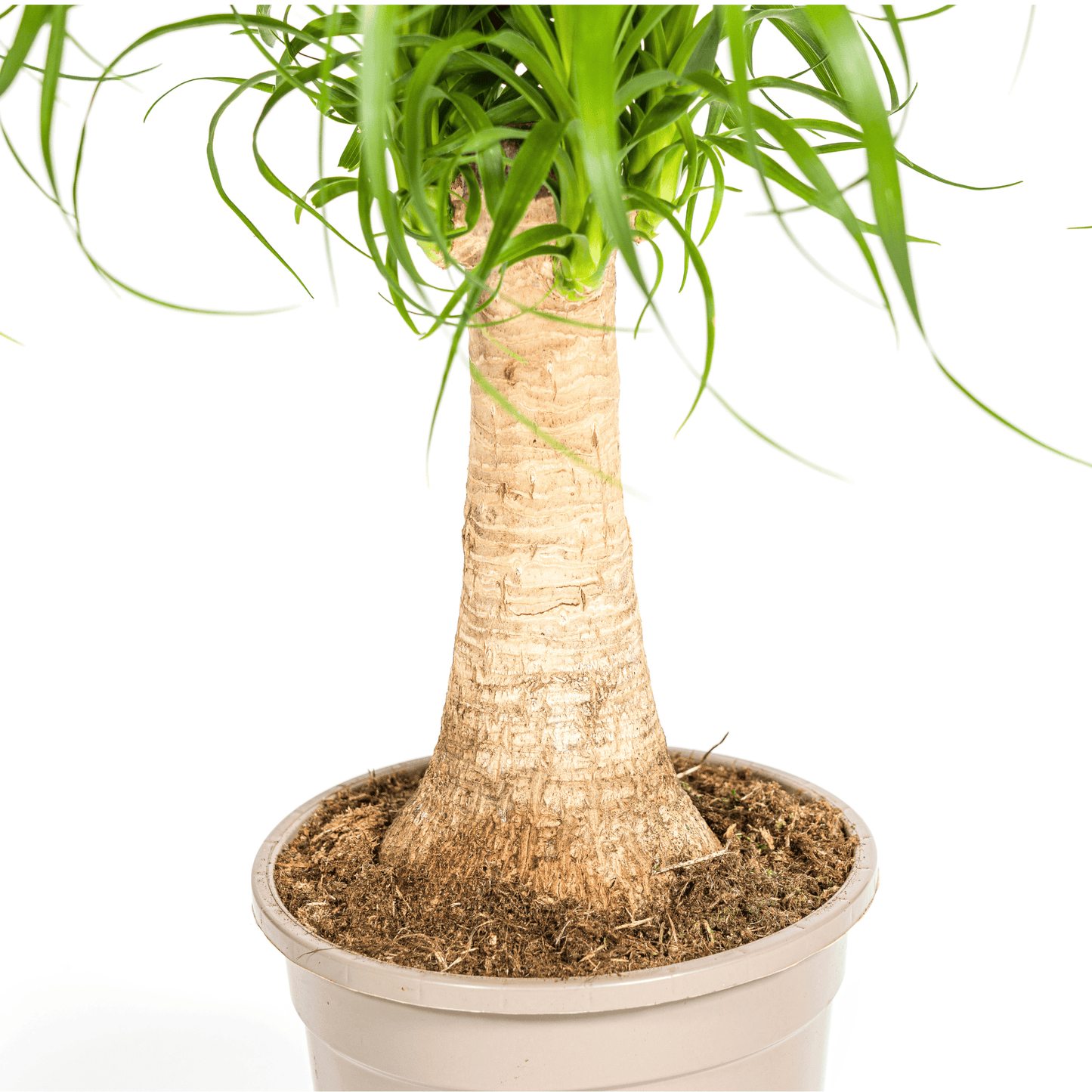 Beaucarnea Recurvata Stamm Ø17cm - ↕40 - 60cm - Botanic-Vibes