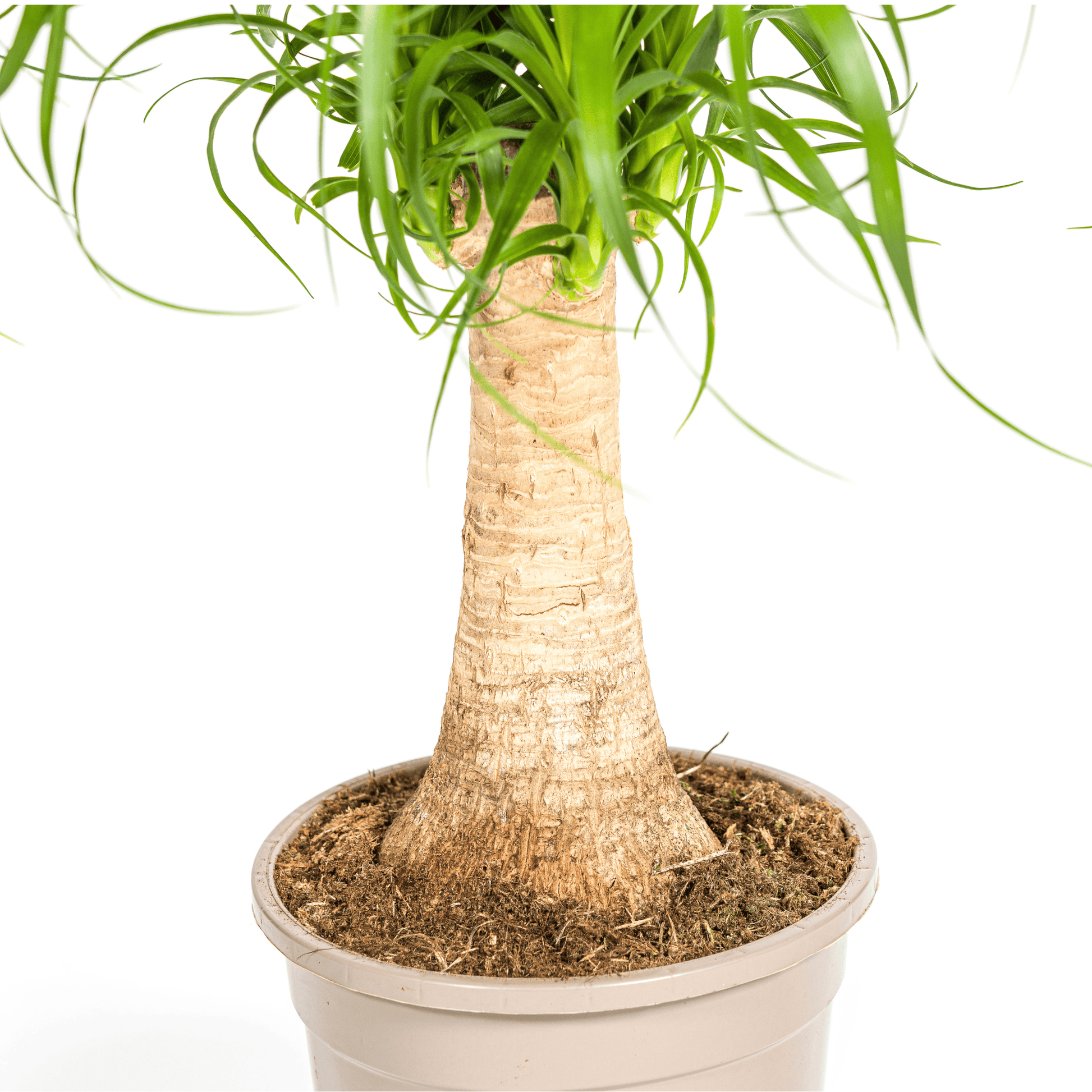 Beaucarnea Recurvata Stamm Ø17cm - ↕40 - 60cm - Botanic-Vibes