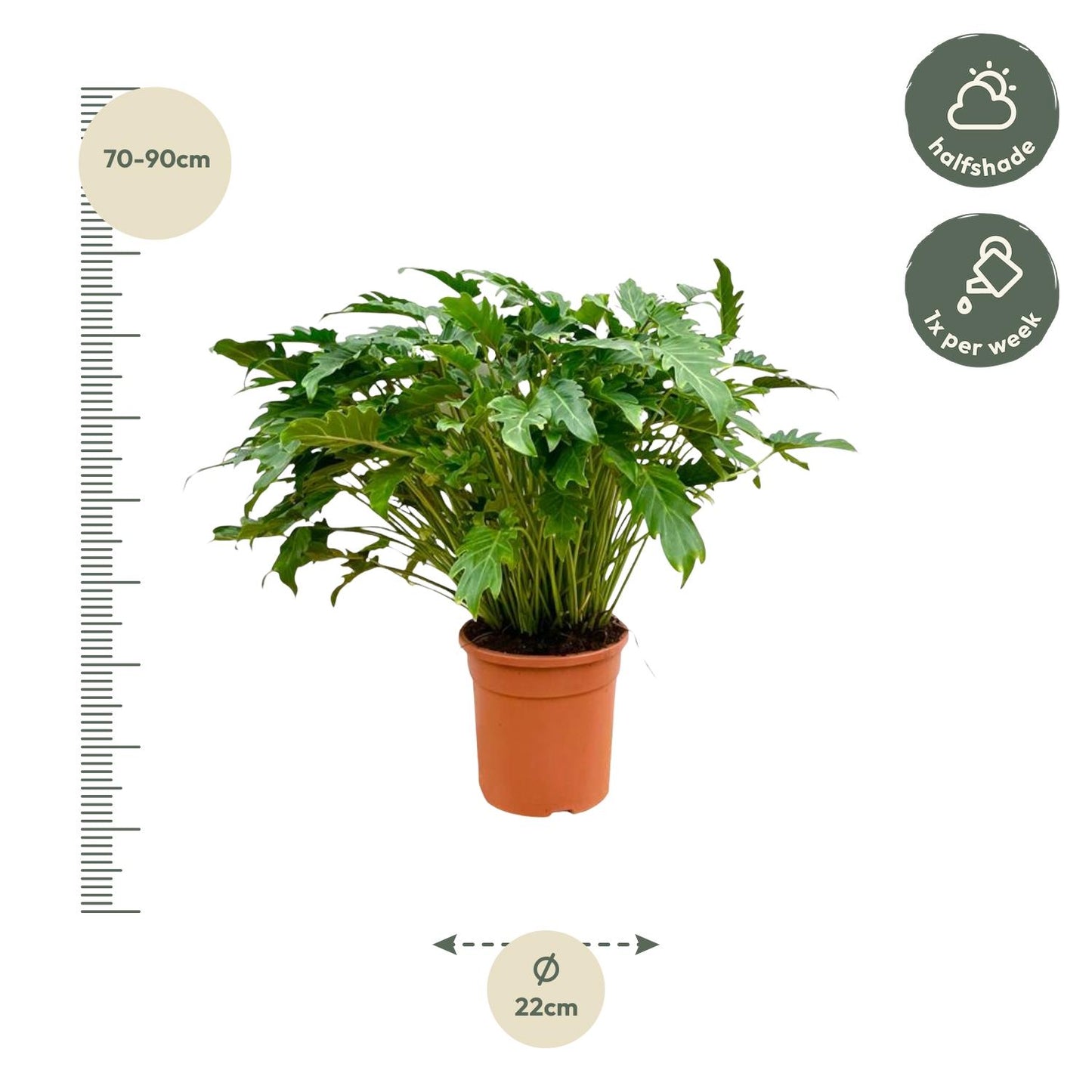 Philodendron xanadu – 80 cm – Ø27