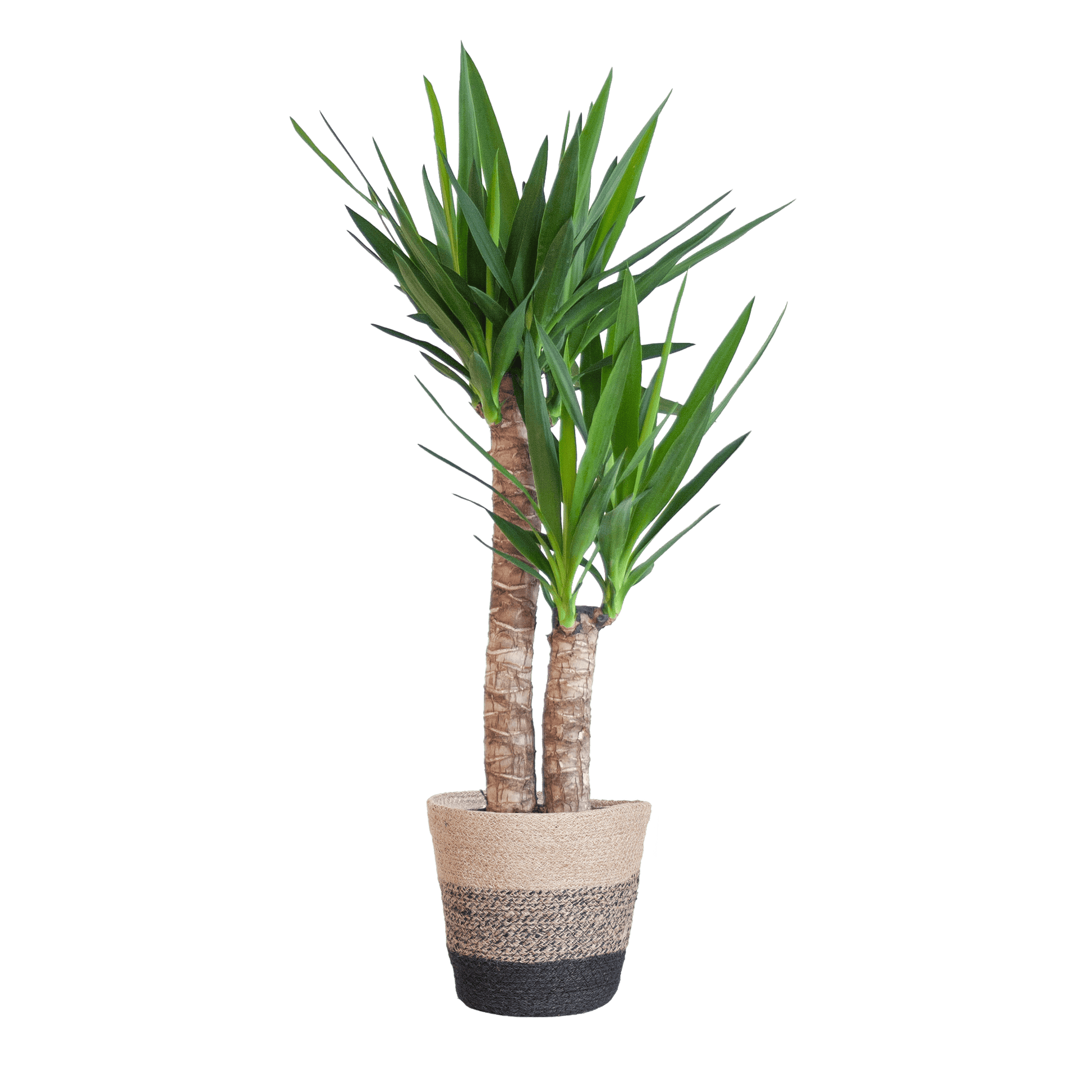 Yucca Elephantipes mit Korb Lissabon Schwarz - 90cm - Ø21 - Botanic-Vibes