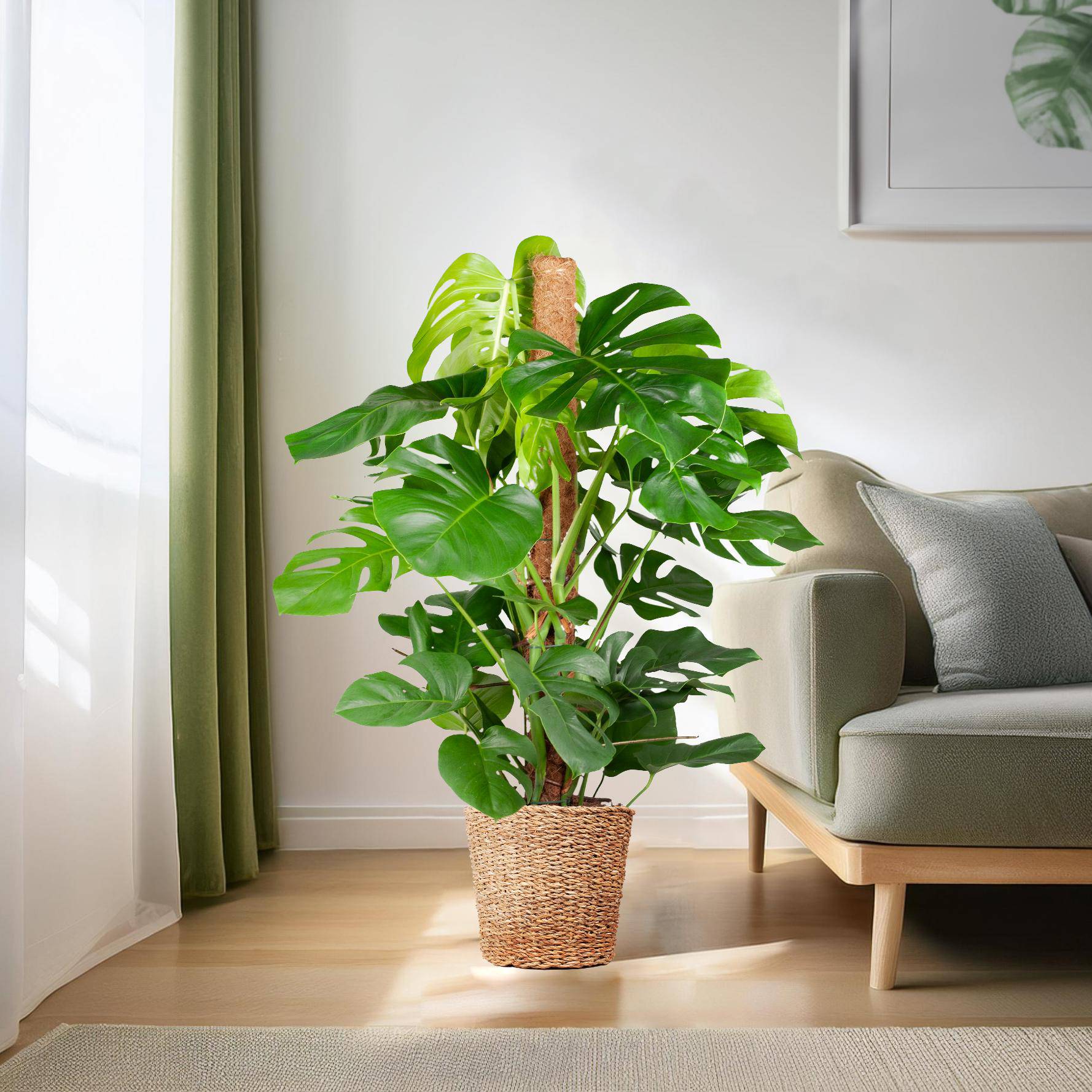 Monstera Deliciosa XL mit Torun-Korb – 120 cm – Ø24 - Botanic-Vibes