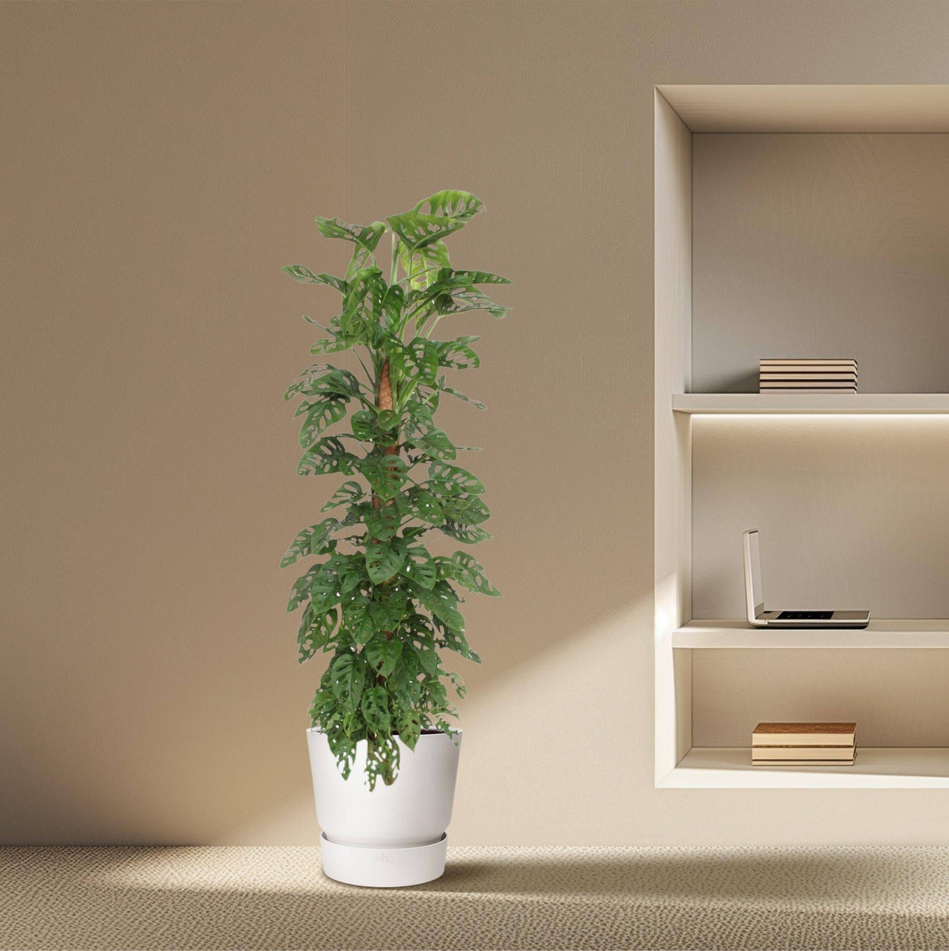 Monstera 'Monkey Leaf' – mit Moosstab – 170 cm – Ø27 - Botanic-Vibes