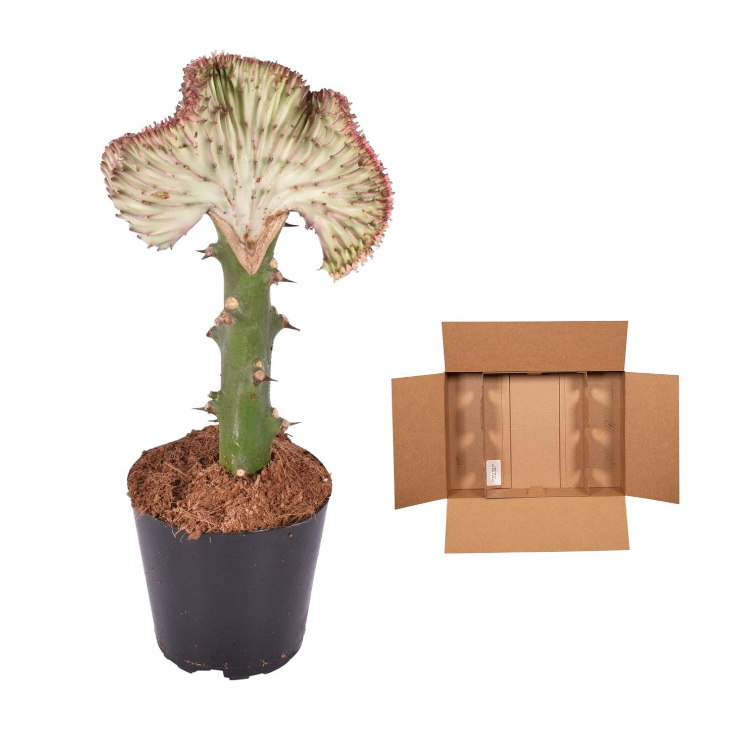 Euphorbia lactea cristata rot – 35 cm – Ø12
