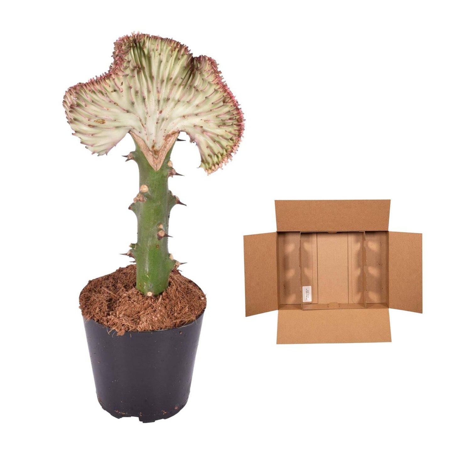 Euphorbia lactea cristata rot – 35 cm – Ø12 - Botanic-Vibes
