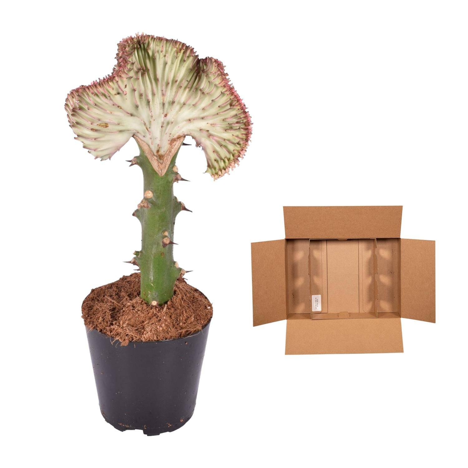 Euphorbia lactea cristata rot – 35 cm – Ø12 - Botanic-Vibes