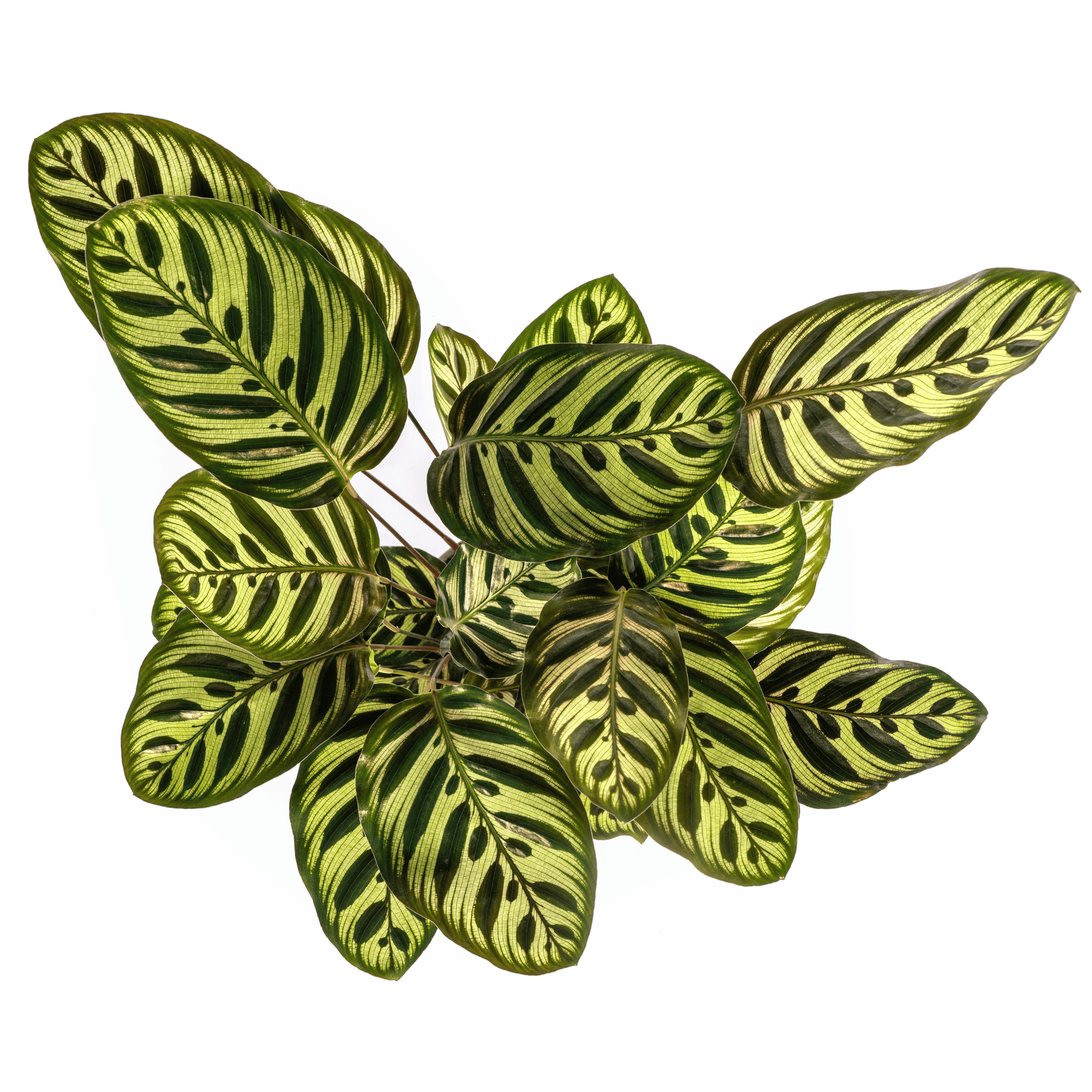 Calathea Makoyana Ø17cm - ↕40 - 50cm - Botanic-Vibes