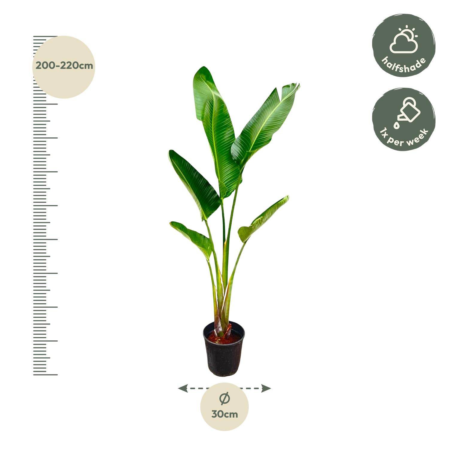 Strelitzia augusta – 220cm – Ø30 - Botanic-Vibes
