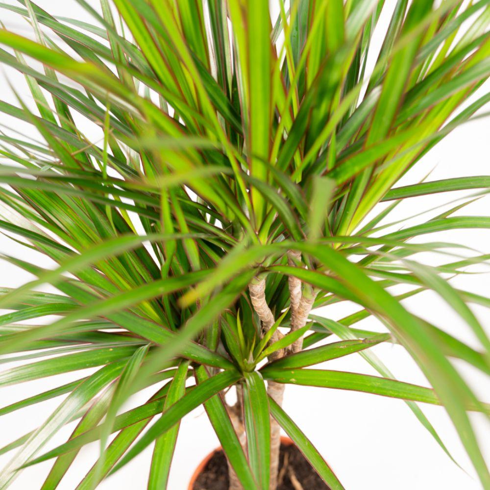 2× Dracaena – 60 cm – Ø14