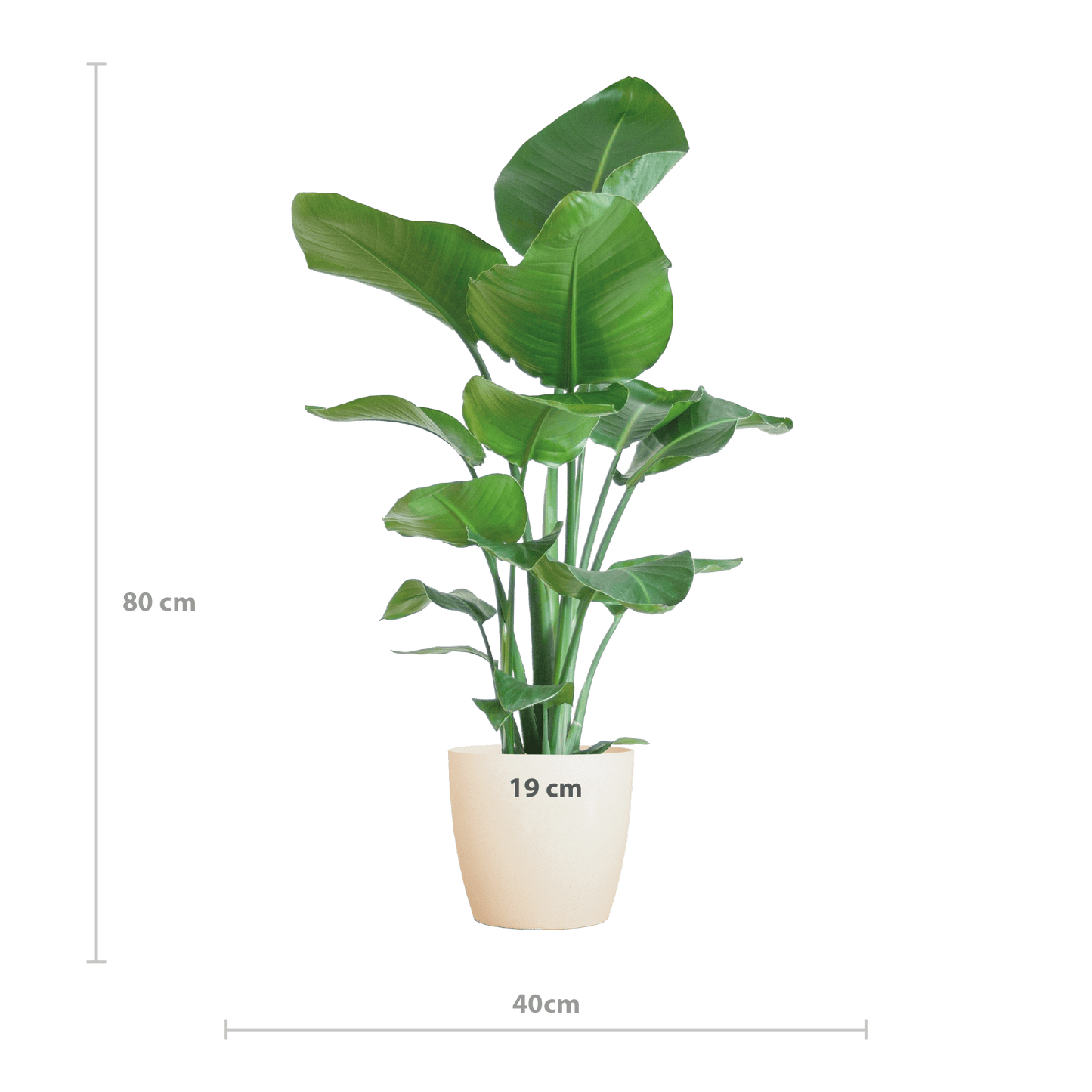 Strelitzia Nicolai mit Viber-Topf weiß – 80 cm – Ø21 - Botanic-Vibes