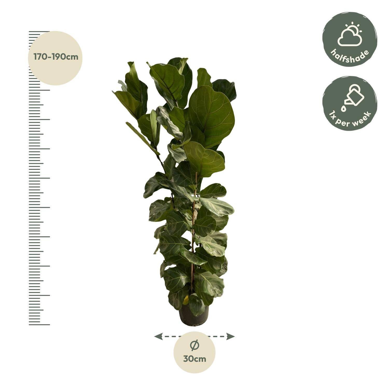 Ficus Lyrata struik - 180 cm - Ø35 - Botanic-Vibes