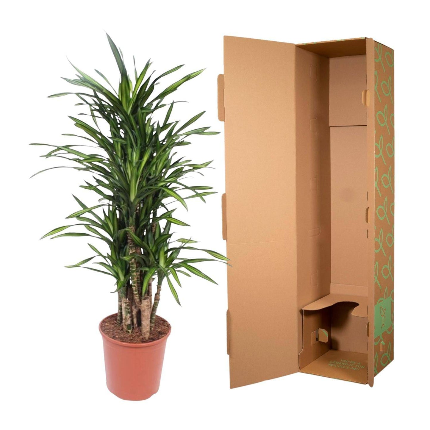 Dracaena Riki – 140 cm – Ø30 - Botanic-Vibes