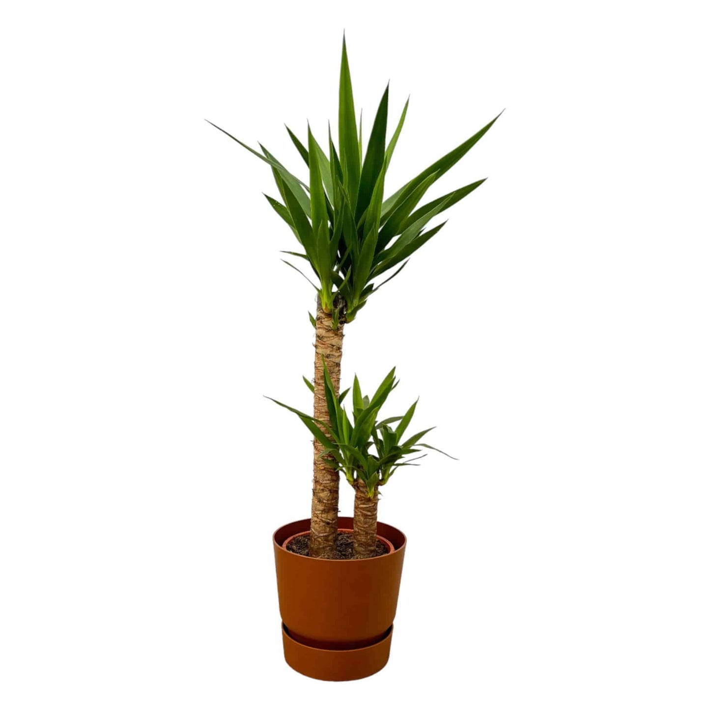 Yucca – 100 cm – Ø21 cm – inklusive Elho Greenville Rundtopf Braun D24×H23 - Botanic-Vibes