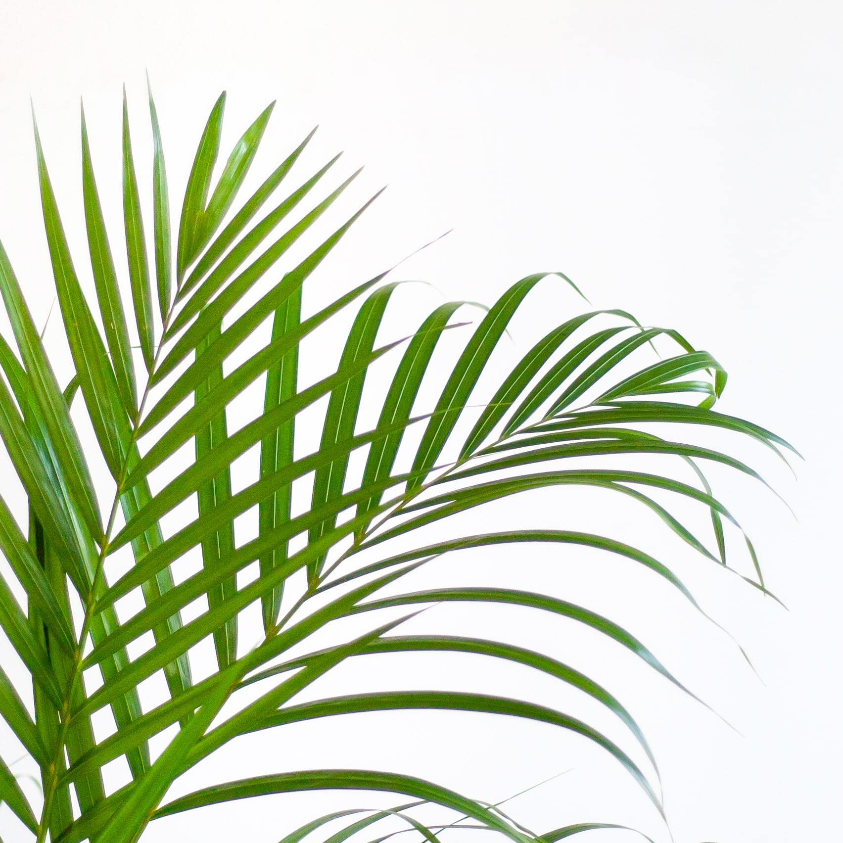 Areca Palm (Dypsis) mit Lissabon-Korb Weiß - 100cm - Ø21 - Botanic-Vibes