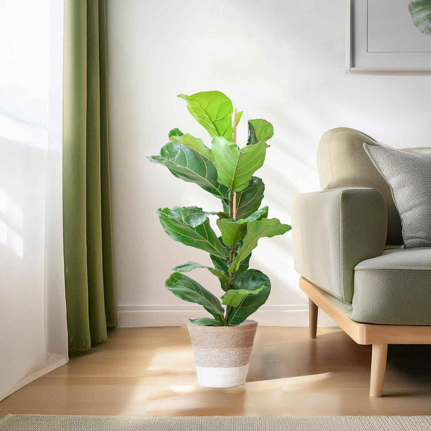 Ficus Lyrata mit Korb Lissabon weiß - 80cm - Ø21 - Botanic-Vibes