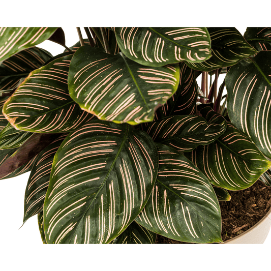 Calathea Ornata Sanderiana Ø27cm - ↕60 - 80cm - Botanic-Vibes