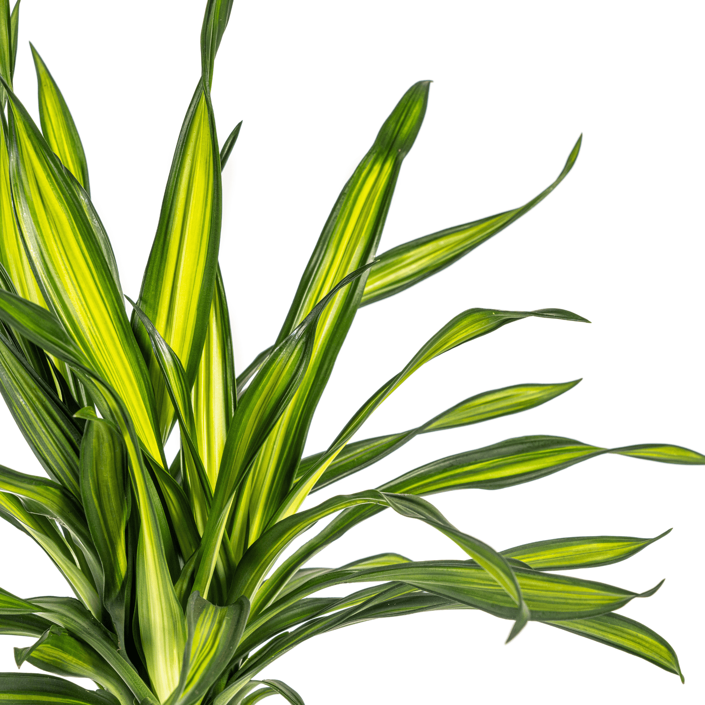 Dracaena Deremensis Rikki Ø19cm - ↕70 - 90cm - Botanic-Vibes