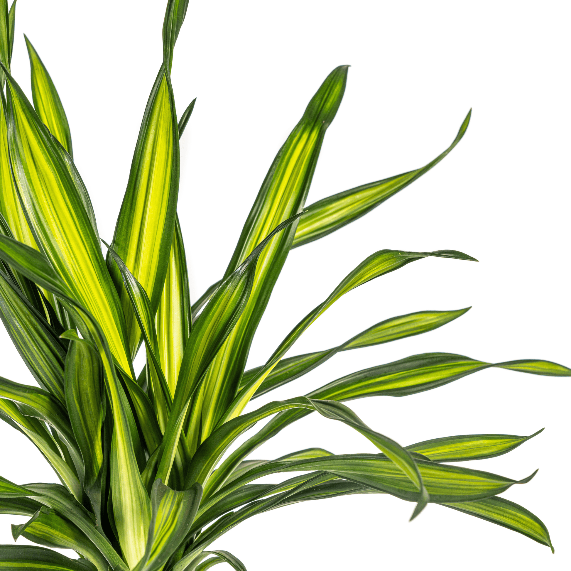 Dracaena Deremensis Rikki Ø19cm - ↕70 - 90cm - Botanic-Vibes