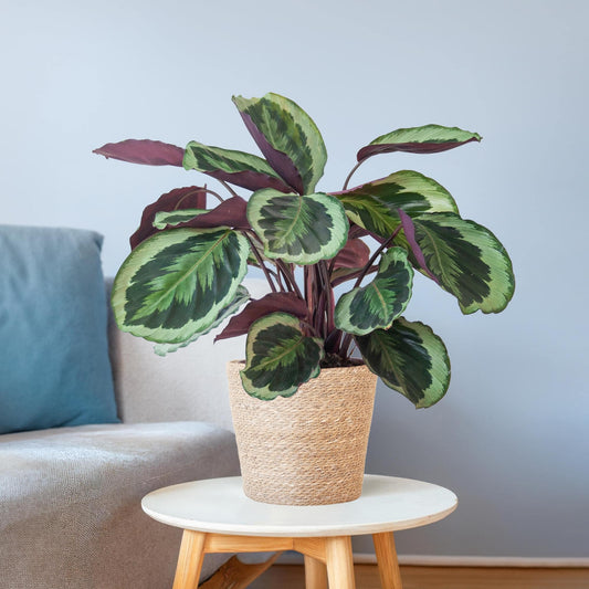 Calathea Medaillon mit Sofia-Korb natur - 65cm - Ø21 - Botanic-Vibes