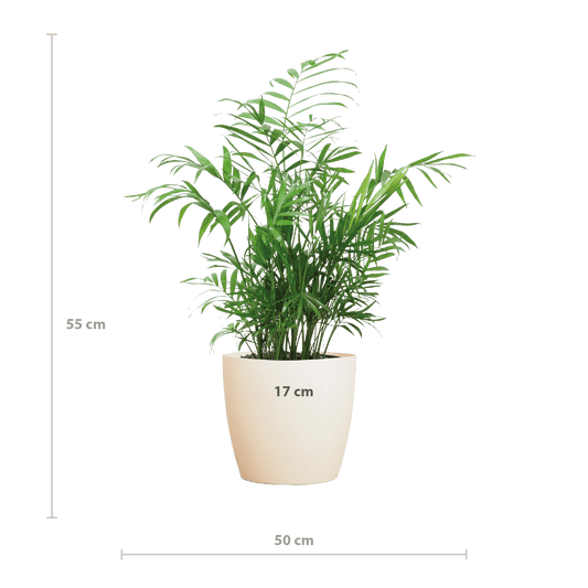 Chamadorea Elegans mit Viber weiß - 55cm - Ø17 - Botanic-Vibes