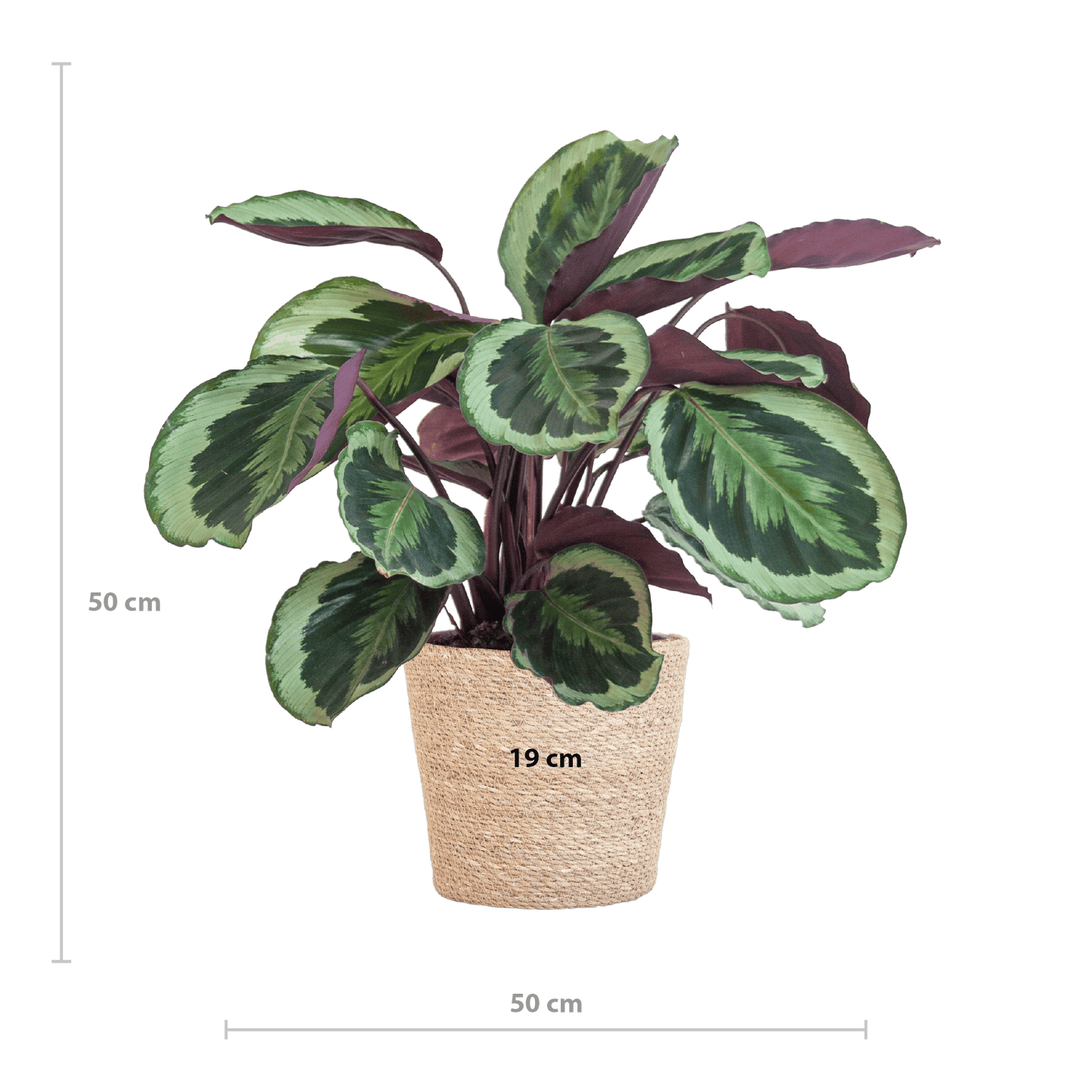 Calathea Medaillon mit Sofia-Korb natur - 65cm - Ø21 - Botanic-Vibes