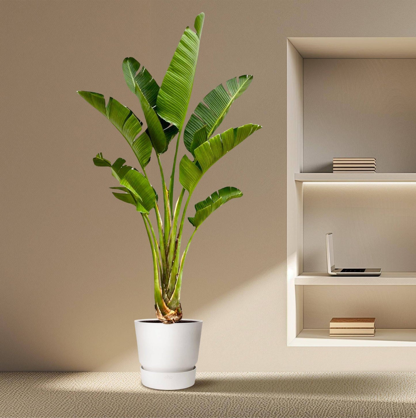 Strelitzia augusta – 250cm – Ø45 - Botanic-Vibes