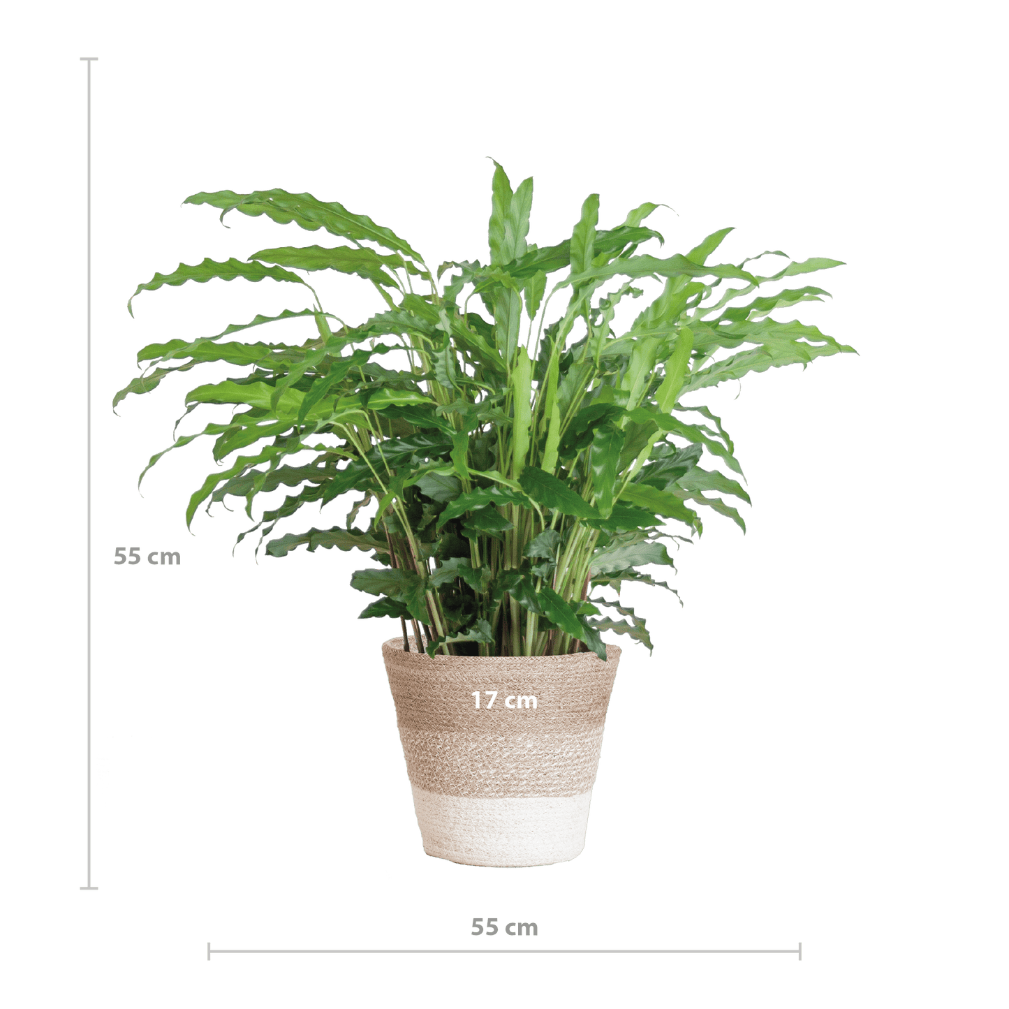 Calathea Rufibarba mit Korb Lissabon weiß - 55cm - Ø17 - Botanic-Vibes