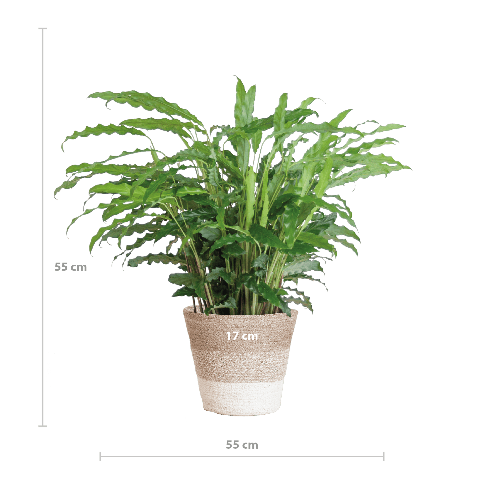 Calathea Rufibarba mit Korb Lissabon weiß - 55cm - Ø17 - Botanic-Vibes