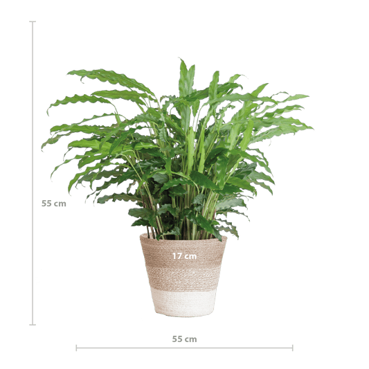 Calathea Rufibarba mit Korb Lissabon weiß - 55cm - Ø17 - Botanic-Vibes